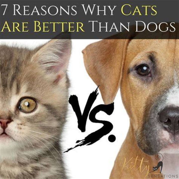 Are cats better predators than dogs?