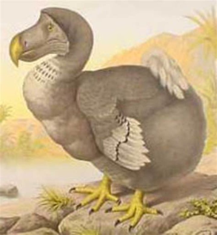Are Loftwings extinct?