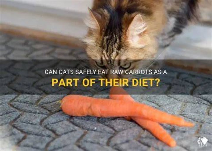Are raw carrots safe for cats?