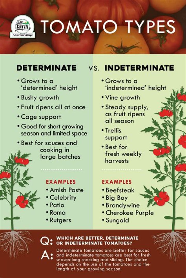 Are Stupice tomatoes determinate?