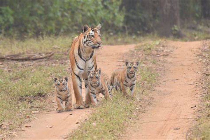 Can I adopt a tiger cub in India?