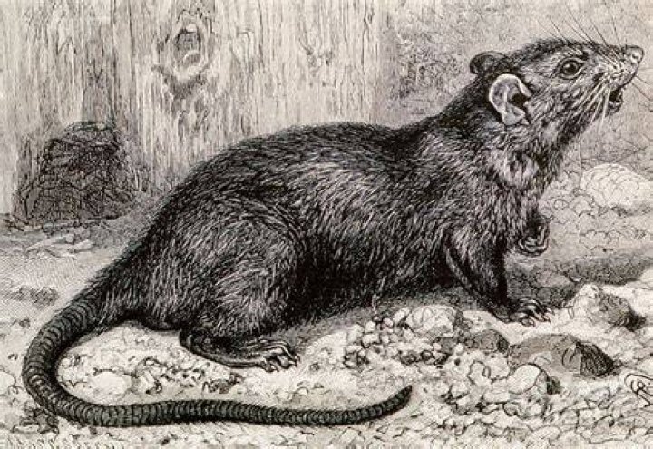 Did rats spread the Black plague?