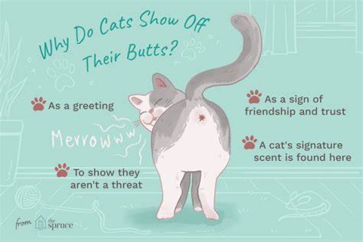 Do cats like to be pat on the back?