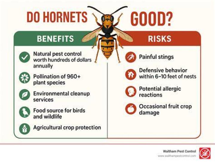 Do Hornets have a purpose?