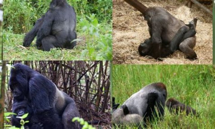 How do gorillas choose a mate?