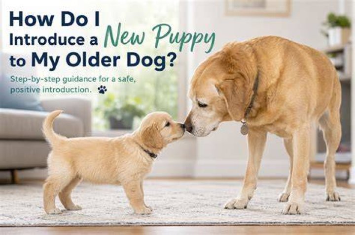 How do you introduce a new dog?