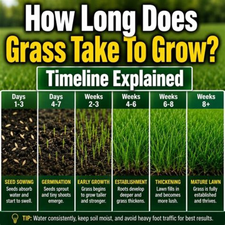 How long does it take for grass to grow from topsoil?