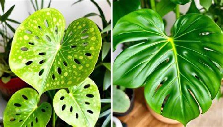 Is a Monstera and Swiss cheese plant the same?
