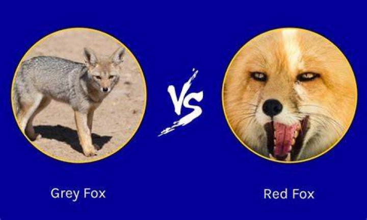 What's the difference between a kit fox and a GREY Fox?