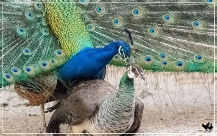 What animal can mate with itself?