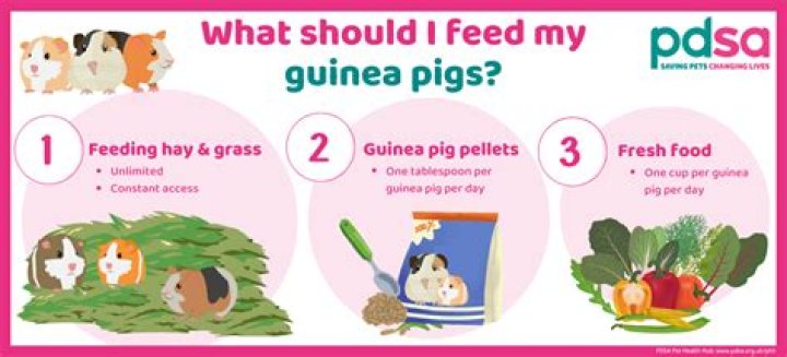 What can I give my pig for gas?
