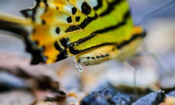 What do butterflies excrete?