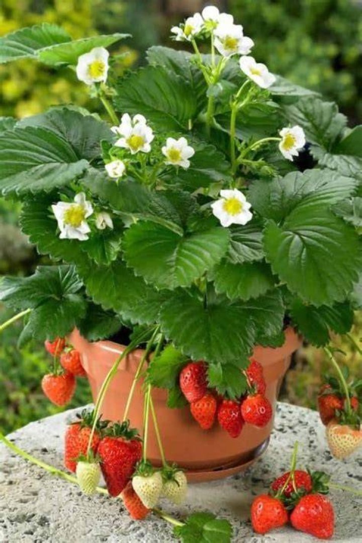 What do you do with potted strawberries in the winter?
