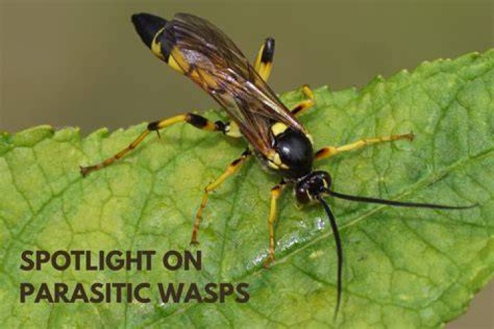 What does a parasitic wasp look like?
