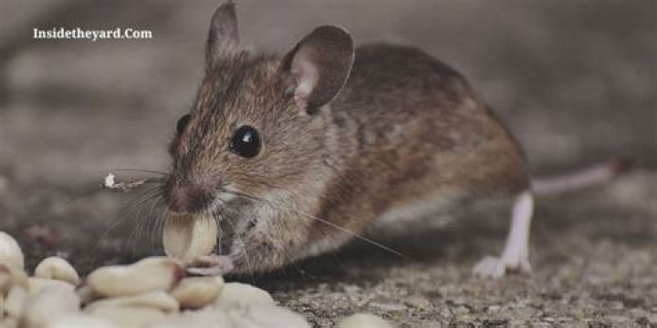 What does cornmeal do to mice?