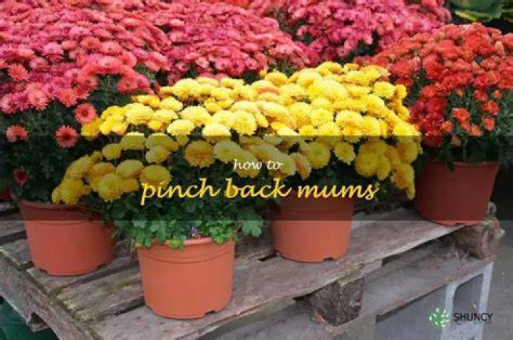 What does it mean to pinch back mums?