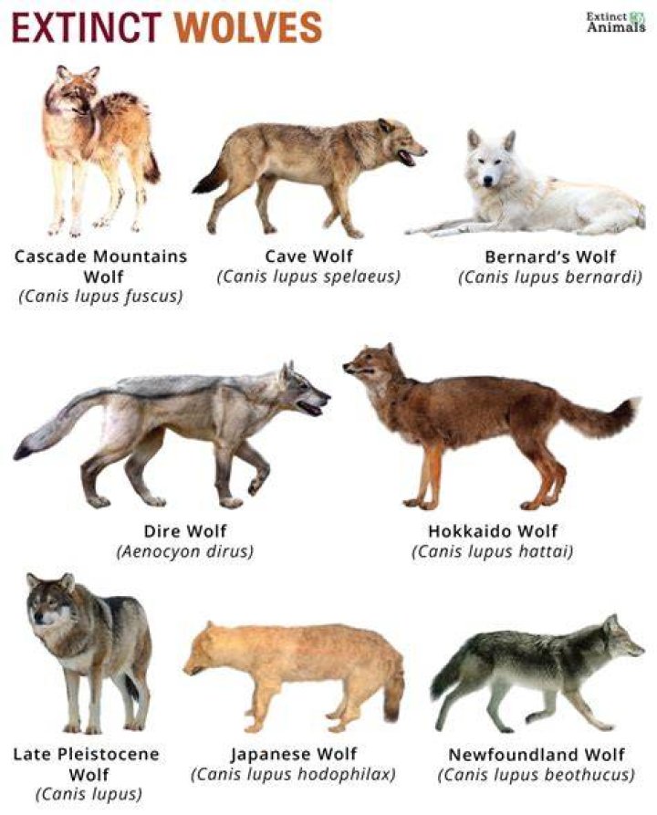 What if wolves went extinct?