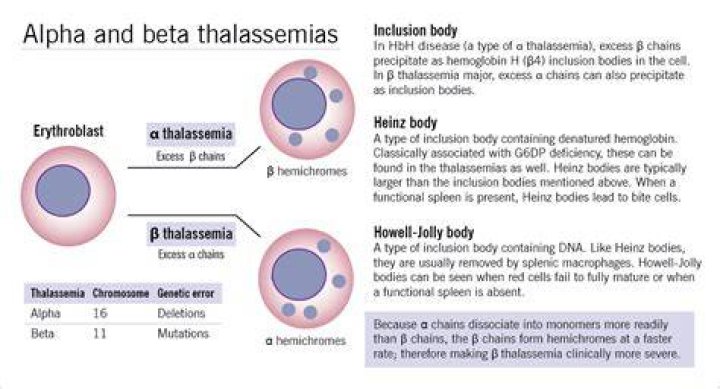 What is beta thalassemia?