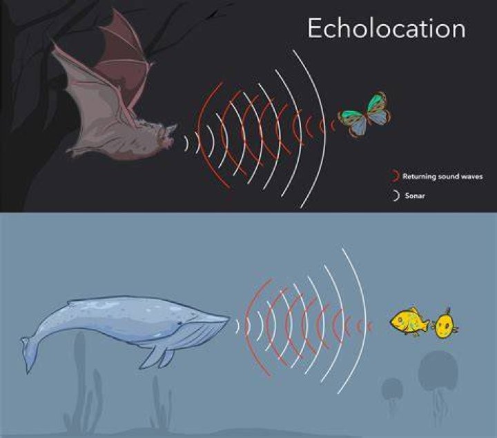 What is the use of echo $PATH?