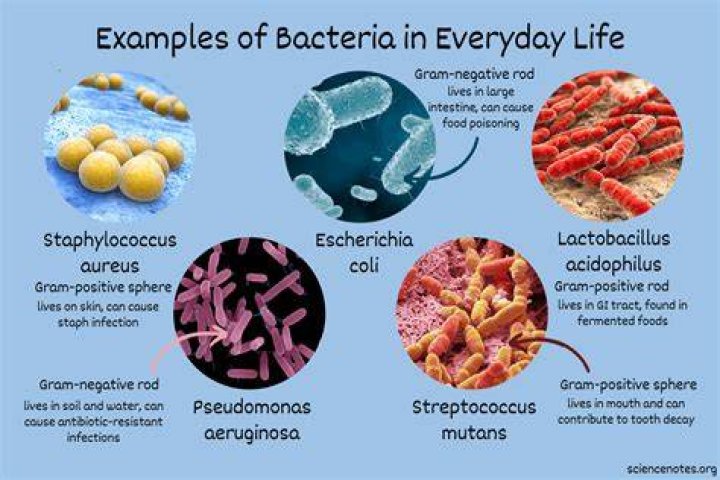 Where are bacteria most commonly found?