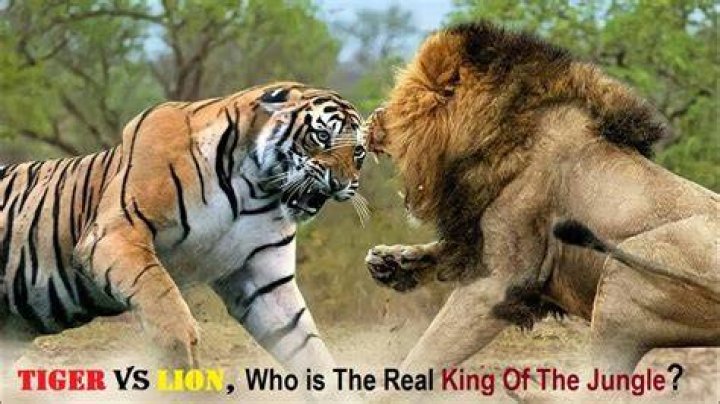 Which animal is called King of jungle?