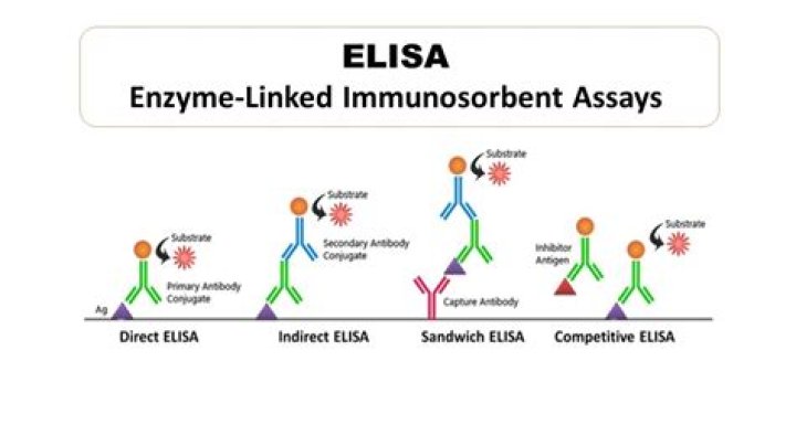 Why are enzymes used in Elisa?