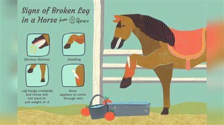 Why can't horses survive a broken leg?