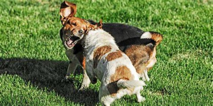 Why do female dogs not get along?
