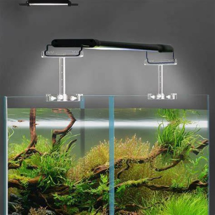 Why do fish tanks have blue lights?