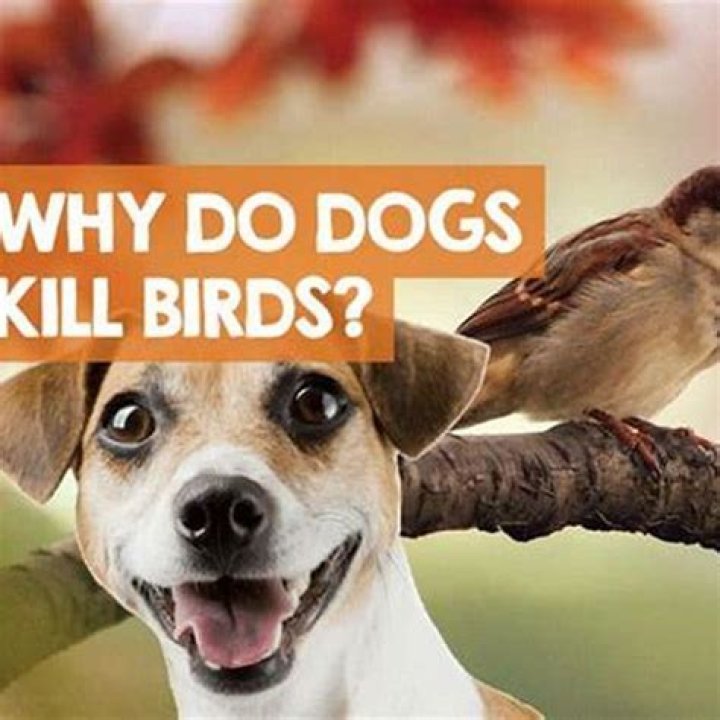Why does my dog try to eat birds?
