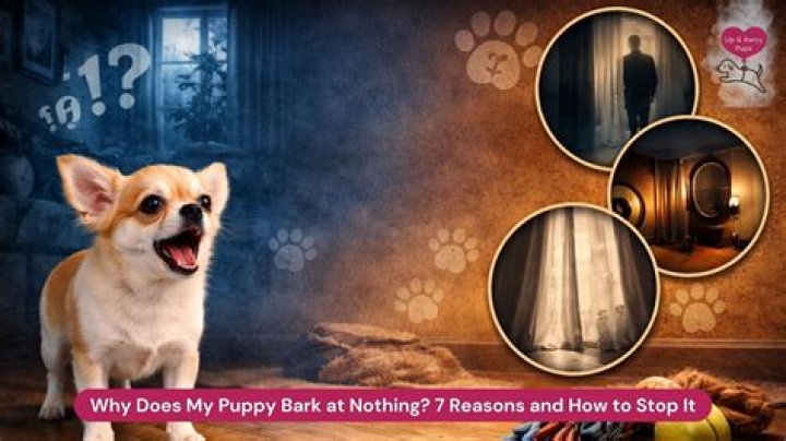 Why does my puppy bark at my child?